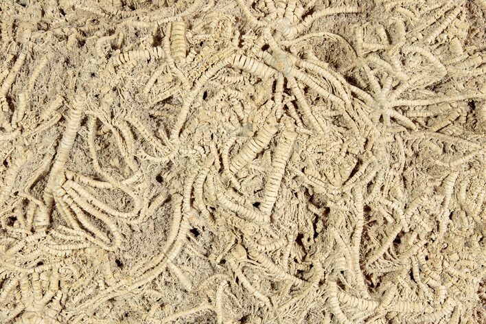 Crinoid (Ailsacrinus) Mass Mortality Plate - Northleach, England #243519